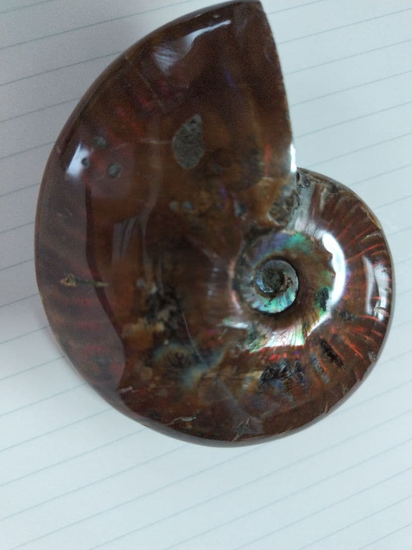 アンモナイト化石　Ammonite