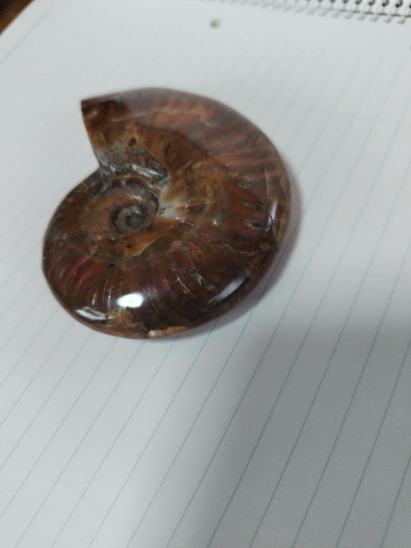 アンモナイト化石　Ammonite