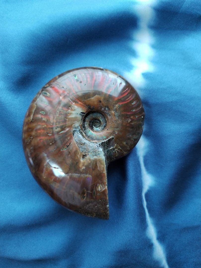 アンモナイト化石　Ammonite