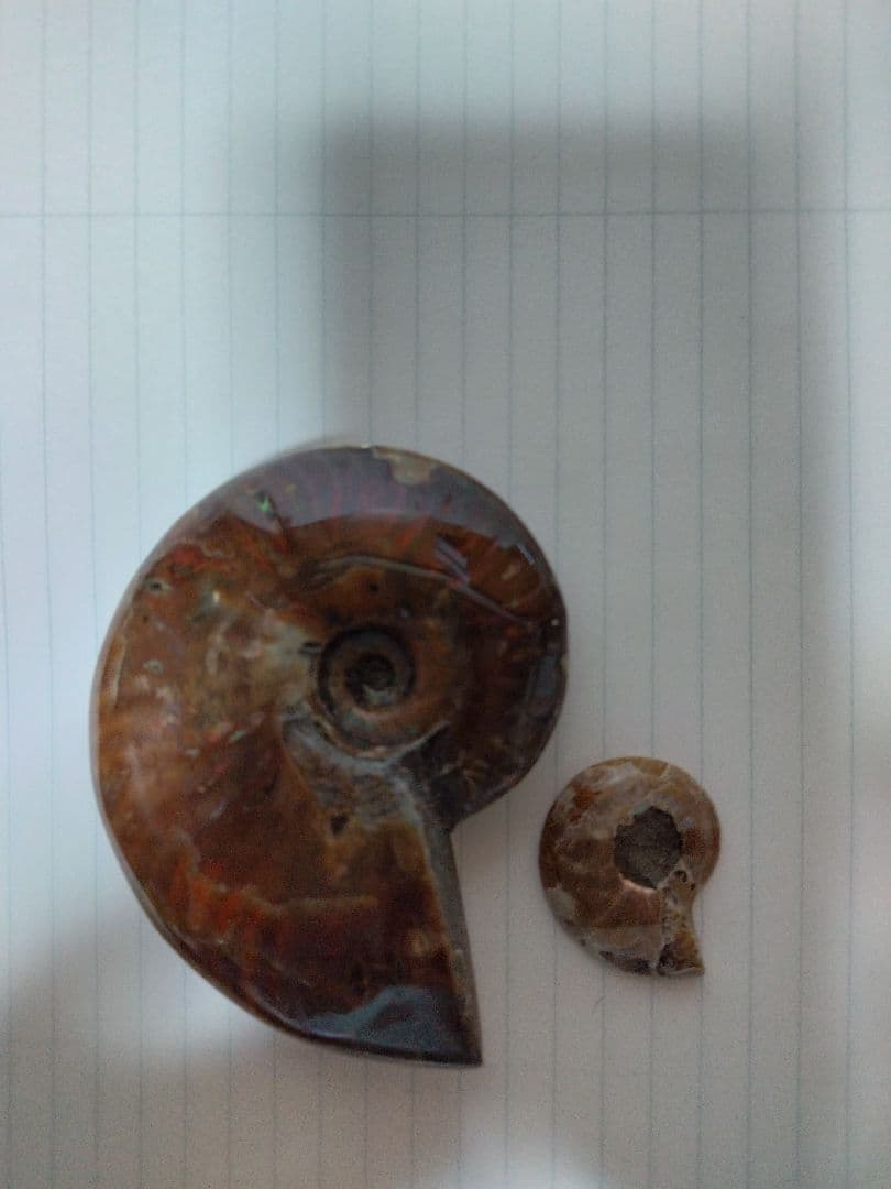 アンモナイト化石　Ammonite