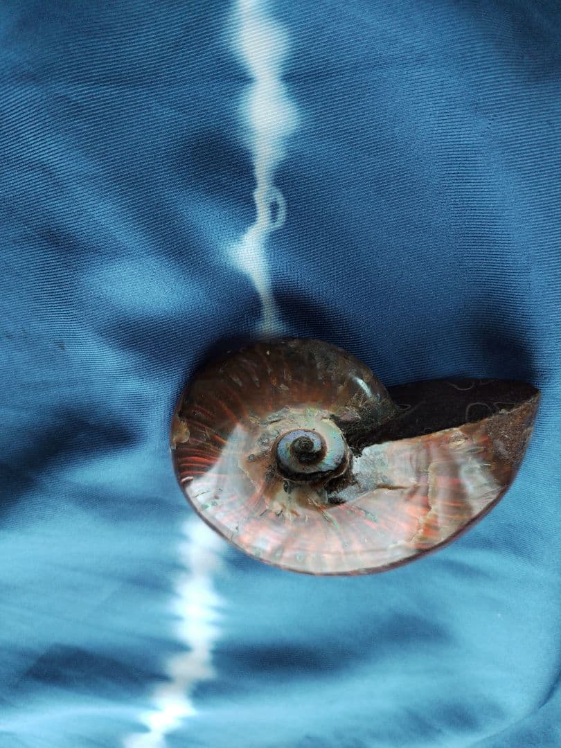 アンモナイト化石　Ammonite