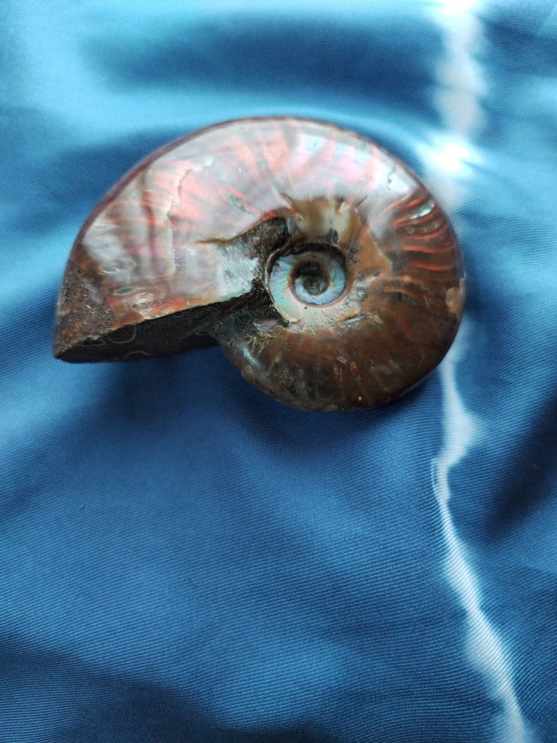 アンモナイト化石　Ammonite