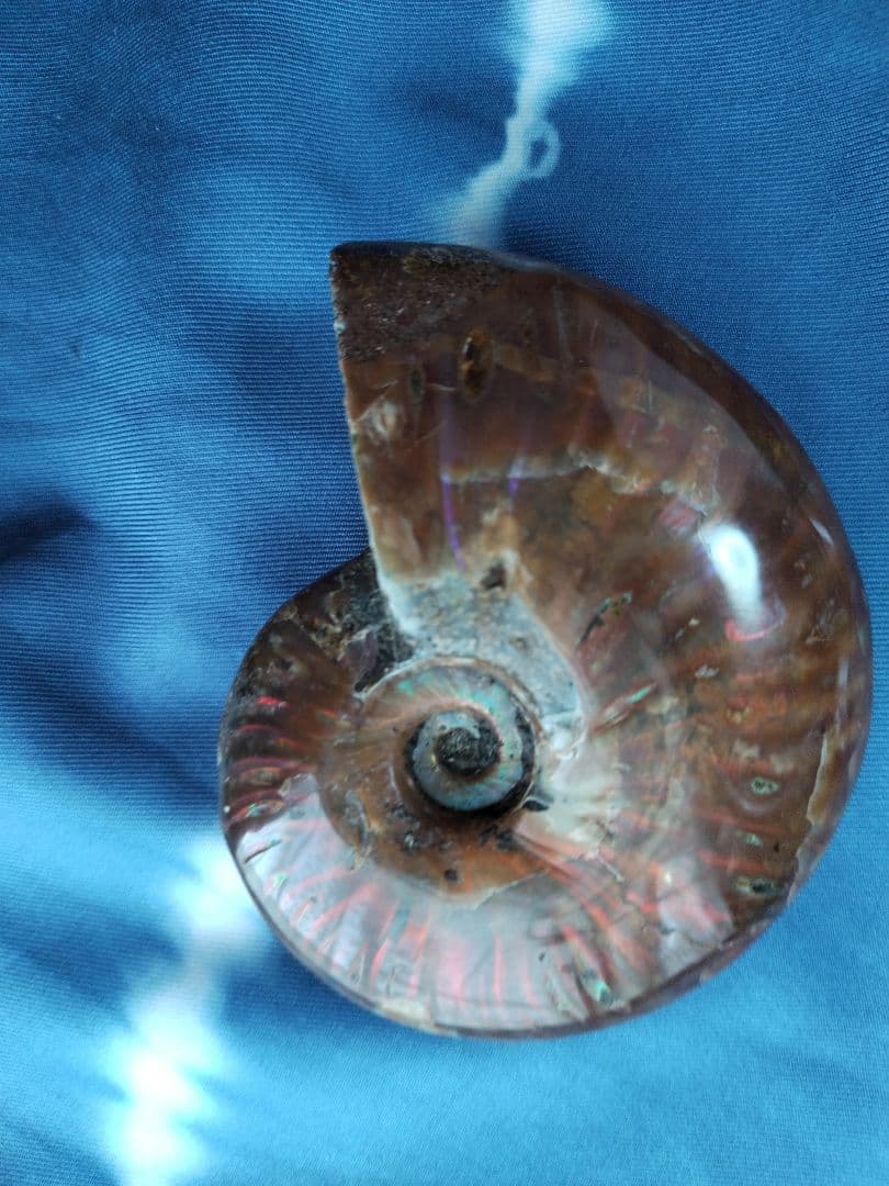 アンモナイト化石　Ammonite
