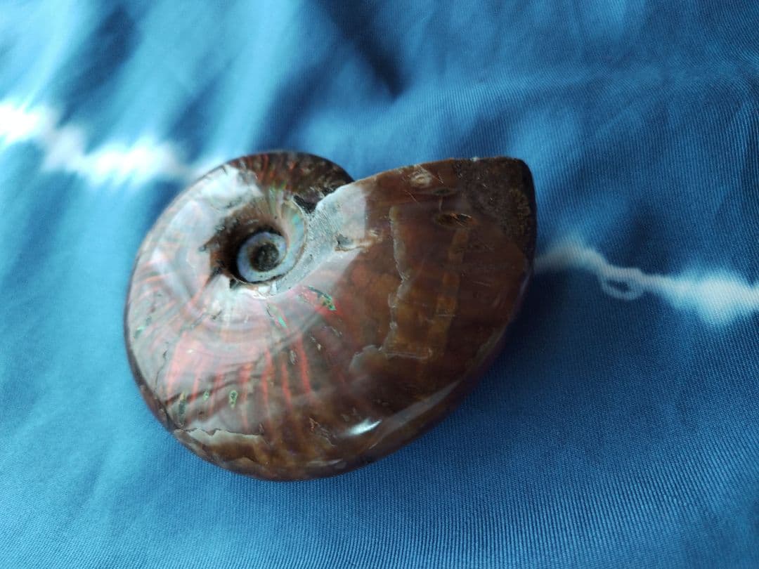 アンモナイト化石　Ammonite