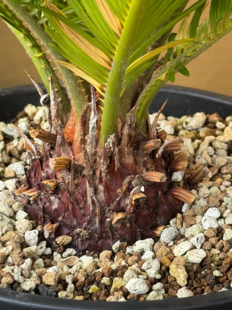 サイカス　レボルタ　イエローシャワー　斑入り　ソテツ