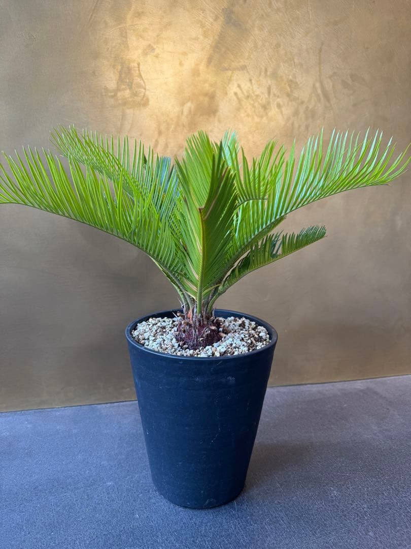 サイカス　レボルタ　イエローシャワー　斑入り　ソテツ