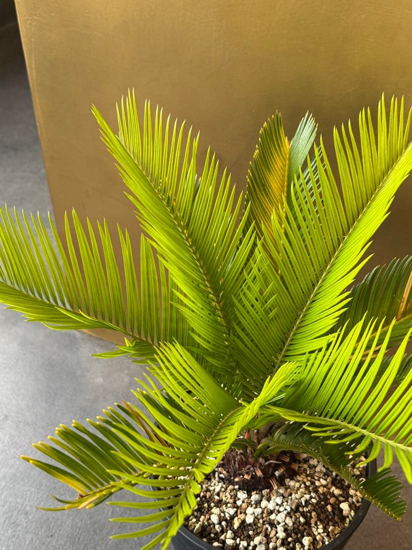 サイカス　レボルタ　イエローシャワー　斑入り　ソテツ