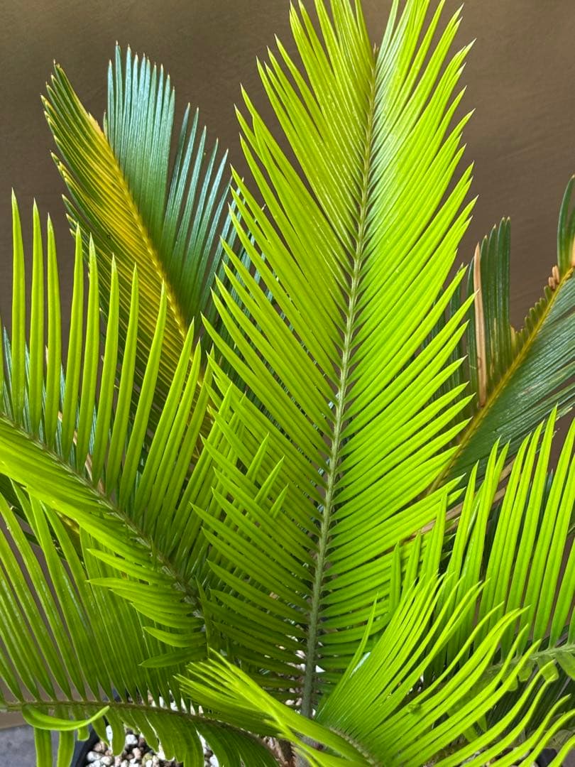 サイカス　レボルタ　イエローシャワー　斑入り　ソテツ