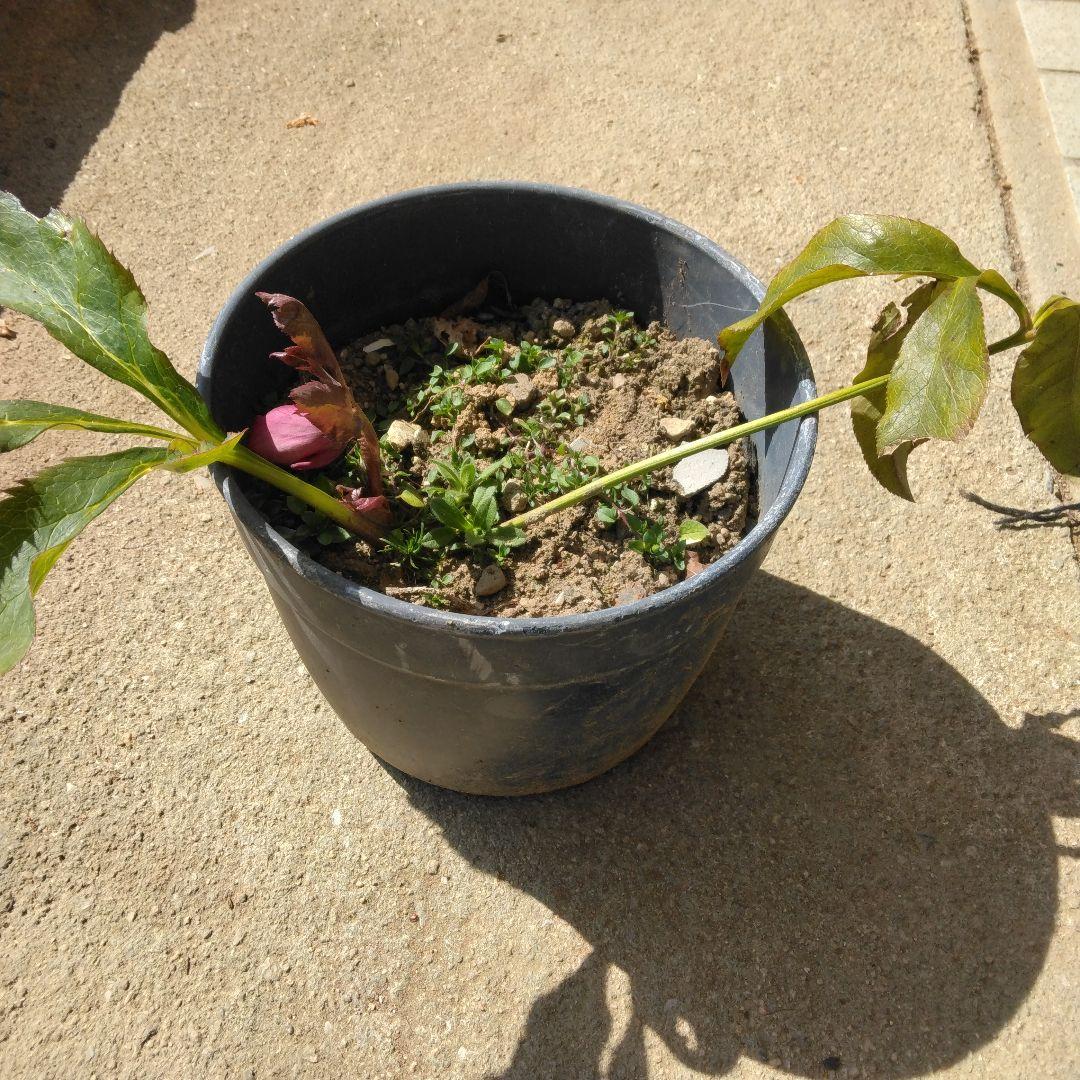 クリスマスローズ 苗 つぼみつき 花付き ピンク色 開花株 模様あり