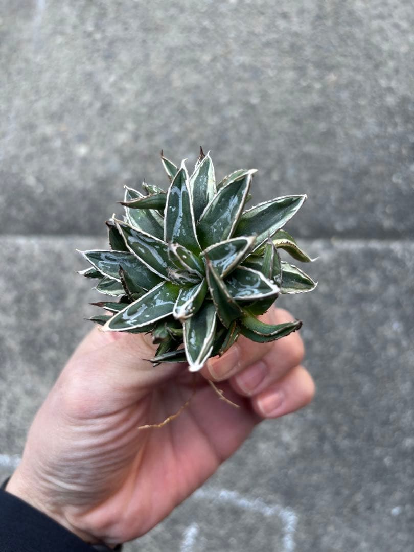 アガベ 姫笹の雪 白外斑入 子株4個付 極上株 - メルカリ