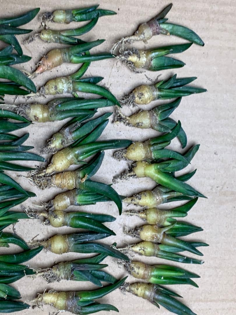 m*o様 TK29 サボテン アリオカルプス 亀甲牡丹ヒントニー 50苗セット