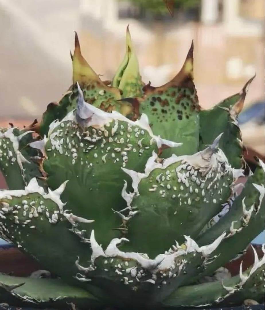 希少ブツブツ系アガベ】金蟾(キンセン)子株 / チタノタ 星空麻花龍痘痘