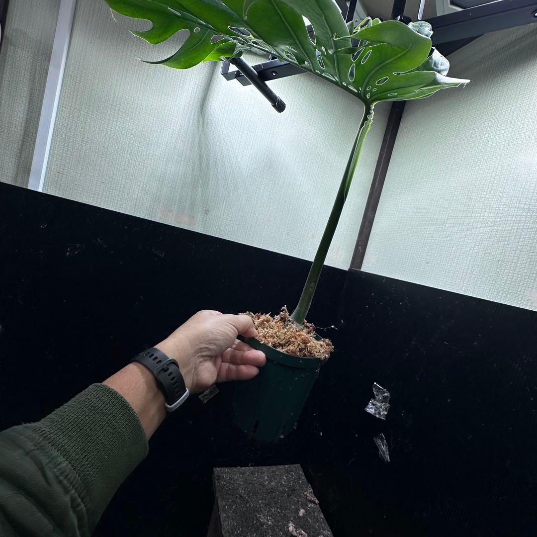 K*n様 モンステラデリシオーサマクロコズム超希少系統鉢植え66㎝