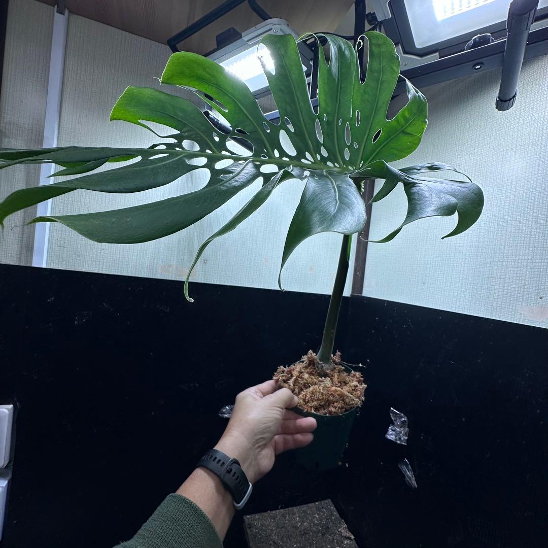 K*n様 モンステラデリシオーサマクロコズム超希少系統鉢植え66㎝