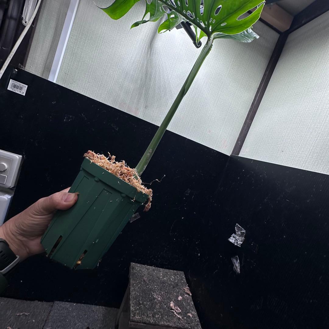 K*n様 モンステラデリシオーサマクロコズム超希少系統鉢植え66㎝