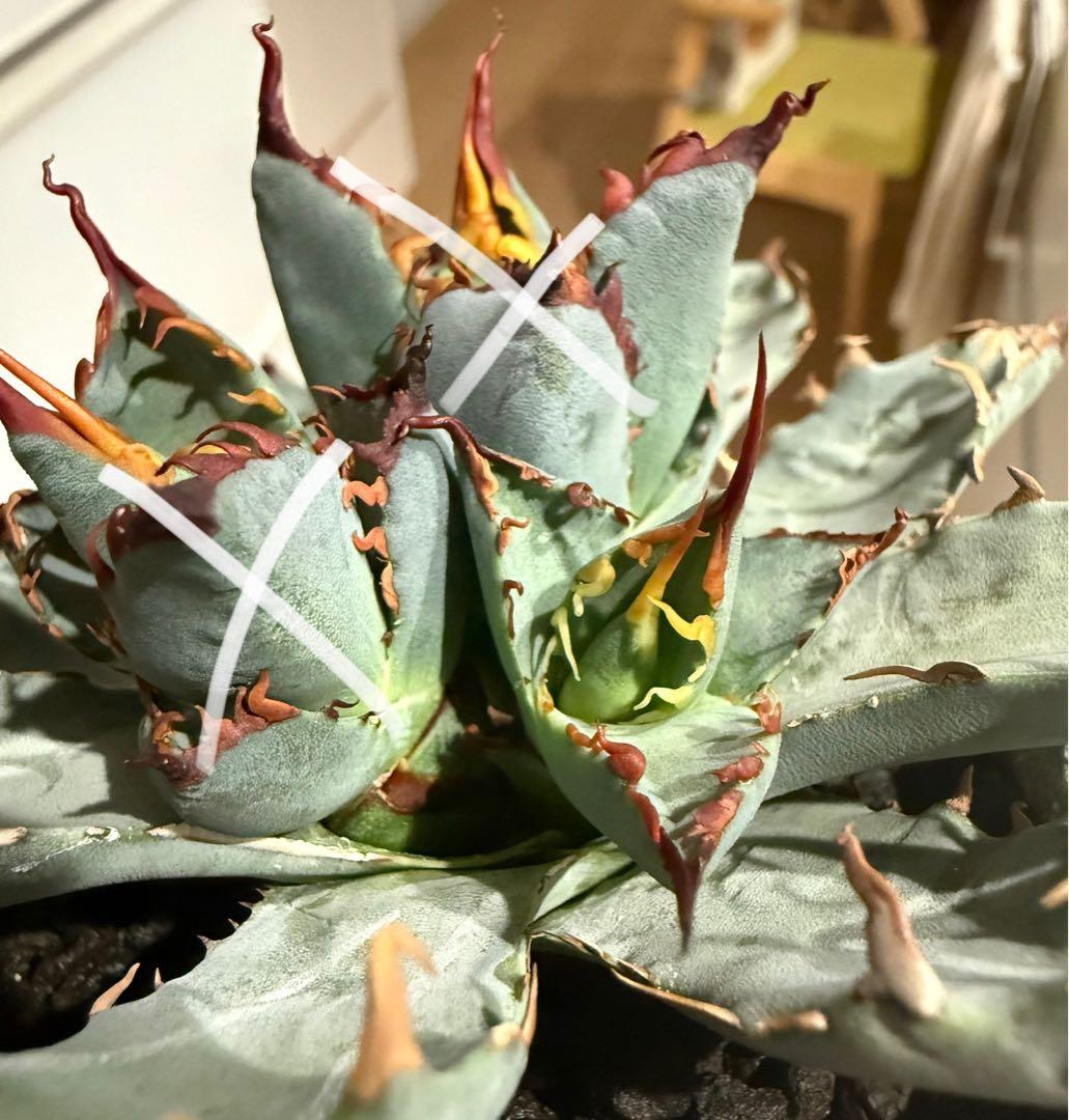 アガベ チタノタ BB × ネバデンシス 天芽【強陽炎・青葉・低重心