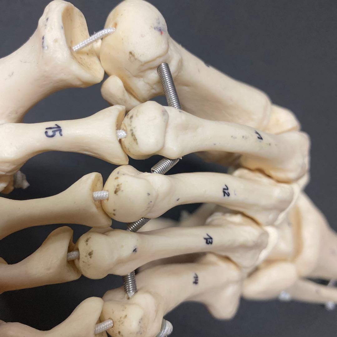 足関節模型 足部模型 骨格標本 ソムソ SOMSO 足部 足関節 骨格 - メルカリ