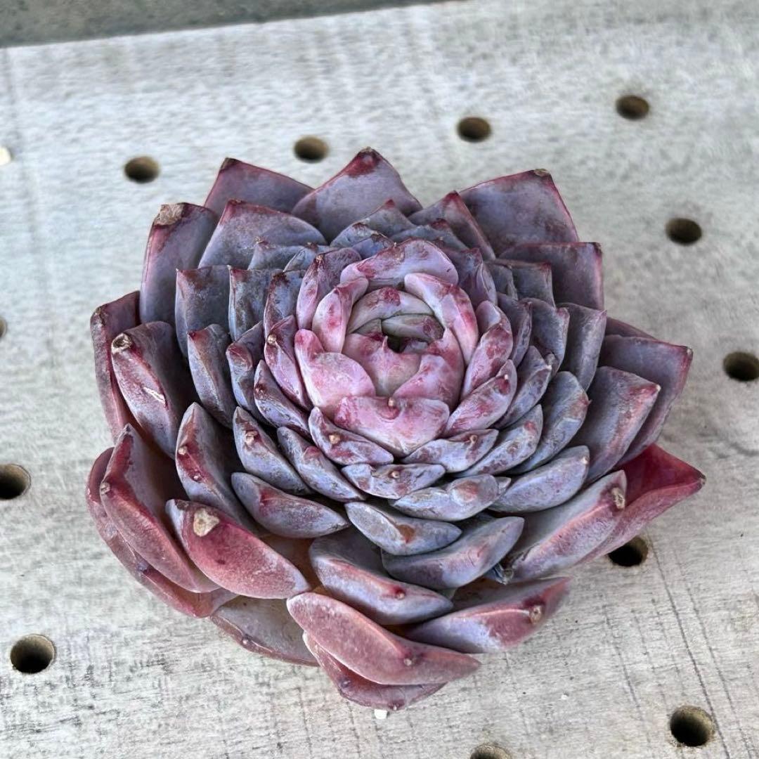 ❣️エリークイーン×ヘレナ❣️現品 エケベリア 寄せ植え 多肉弁当