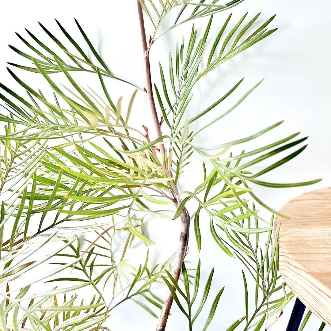 ✨花芽付き✨グレビレア カランドラジェム オージープランツ 観葉植物 calm