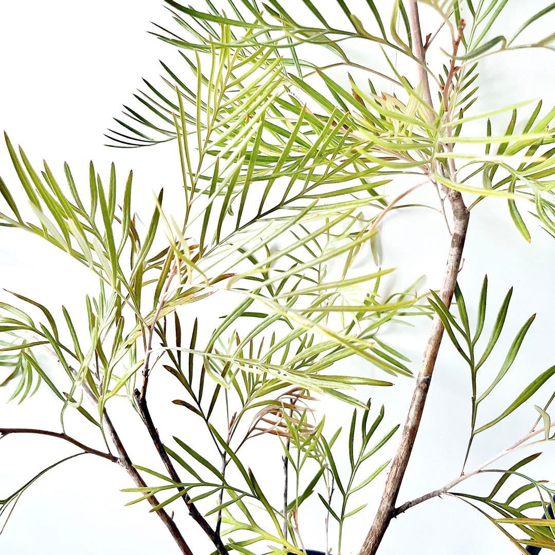 ✨花芽付き✨グレビレア カランドラジェム オージープランツ 観葉植物 calm