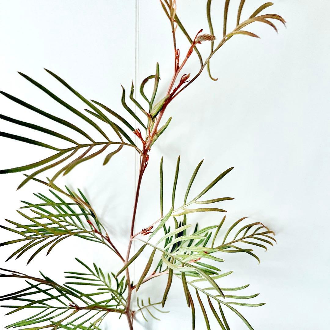 ✨花芽付き✨グレビレア カランドラジェム オージープランツ 観葉植物 calm