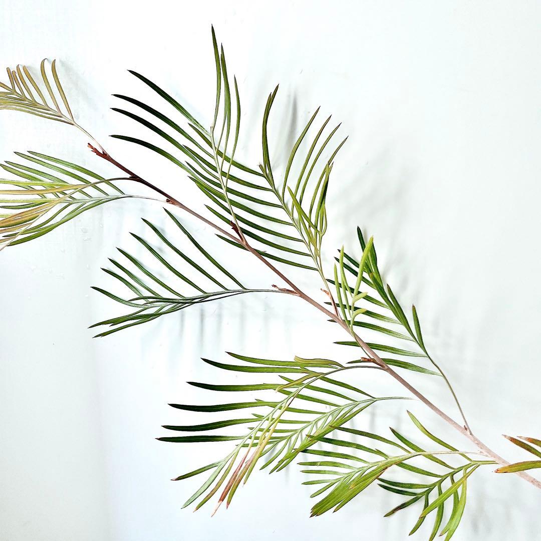 ✨花芽付き✨グレビレア カランドラジェム オージープランツ 観葉植物 calm