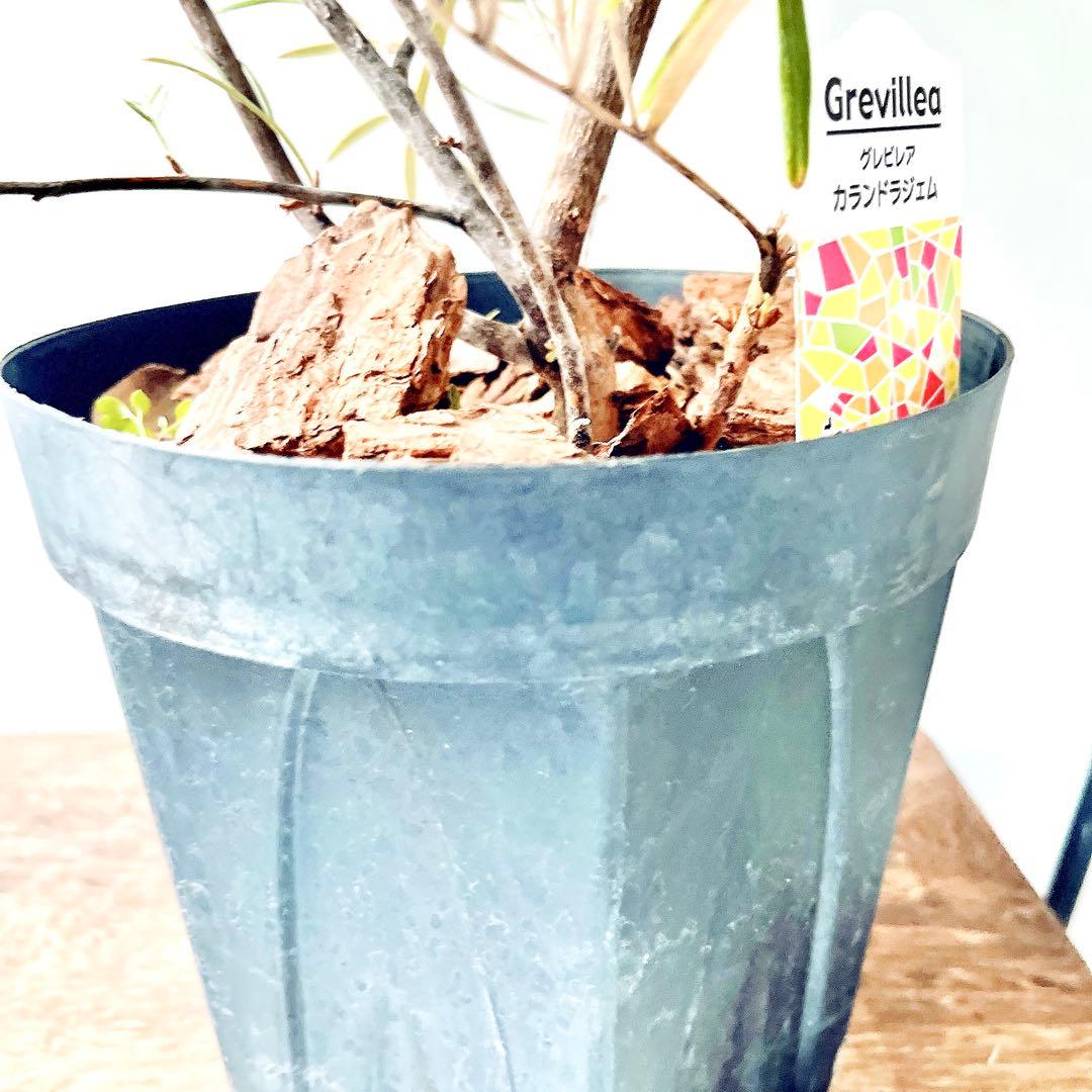 ✨花芽付き✨グレビレア カランドラジェム オージープランツ 観葉植物 calm