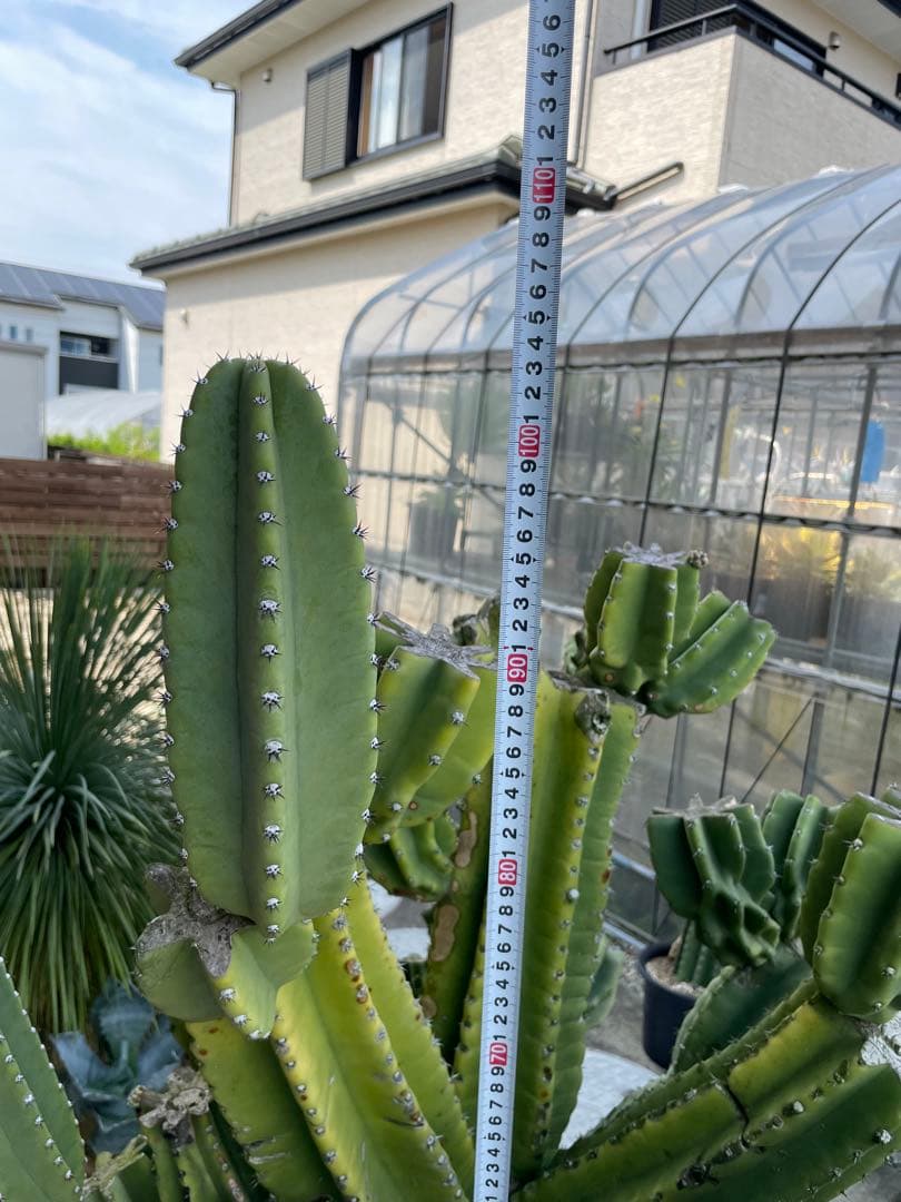 極太　柱サボテン　鬼面角　ブランチ　発根済み