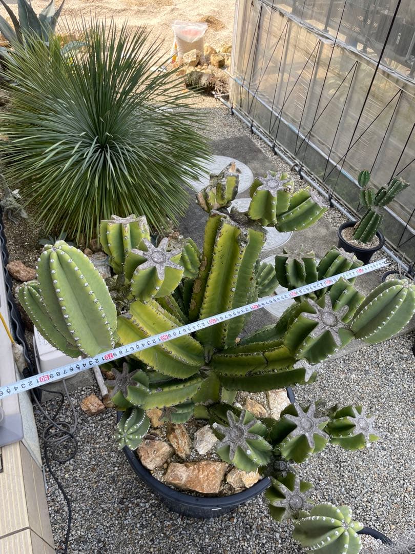 極太　柱サボテン　鬼面角　ブランチ　発根済み