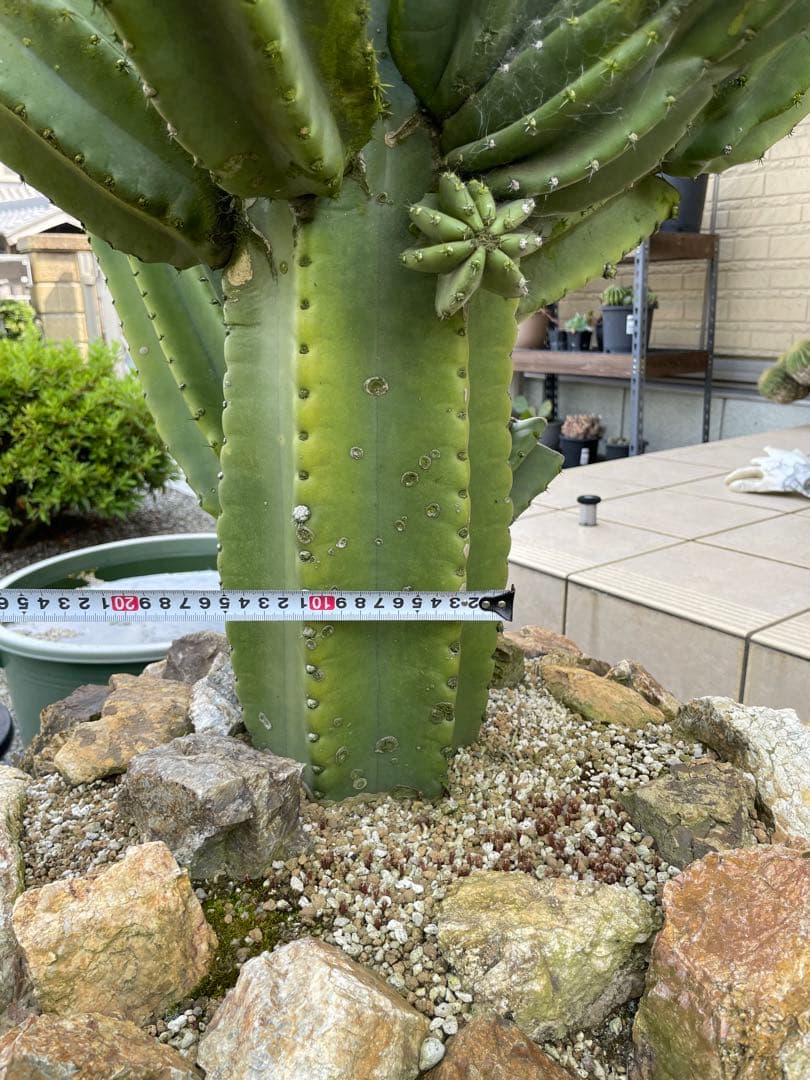 極太　柱サボテン　鬼面角　ブランチ　発根済み