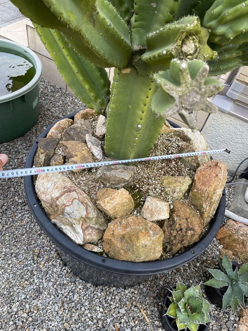 極太　柱サボテン　鬼面角　ブランチ　発根済み