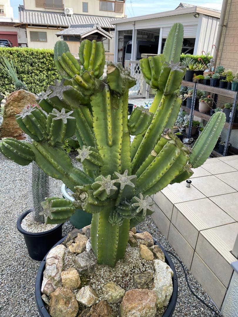 極太　柱サボテン　鬼面角　ブランチ　発根済み