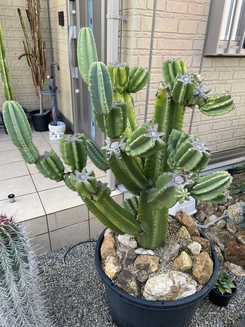 極太　柱サボテン　鬼面角　ブランチ　発根済み