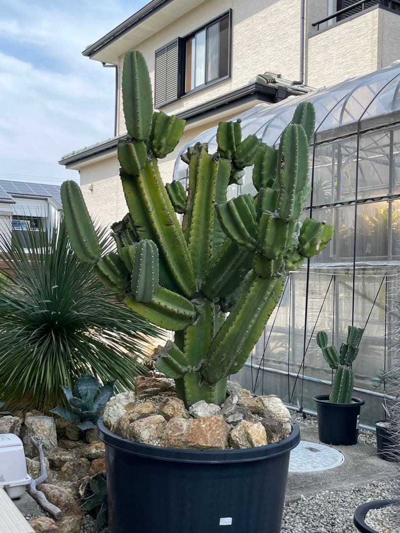 極太　柱サボテン　鬼面角　ブランチ　発根済み