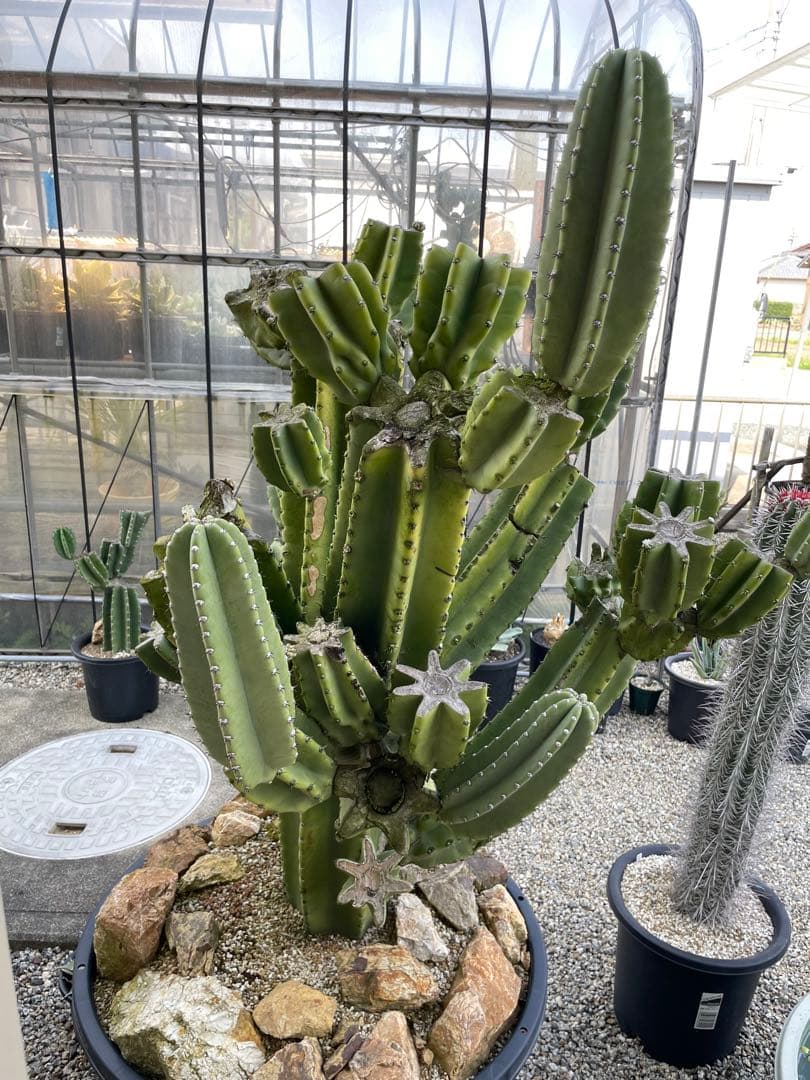 極太　柱サボテン　鬼面角　ブランチ　発根済み