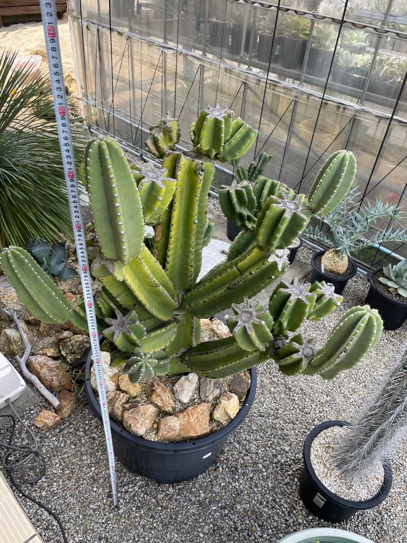 極太　柱サボテン　鬼面角　ブランチ　発根済み