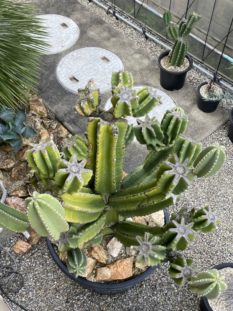 極太　柱サボテン　鬼面角　ブランチ　発根済み