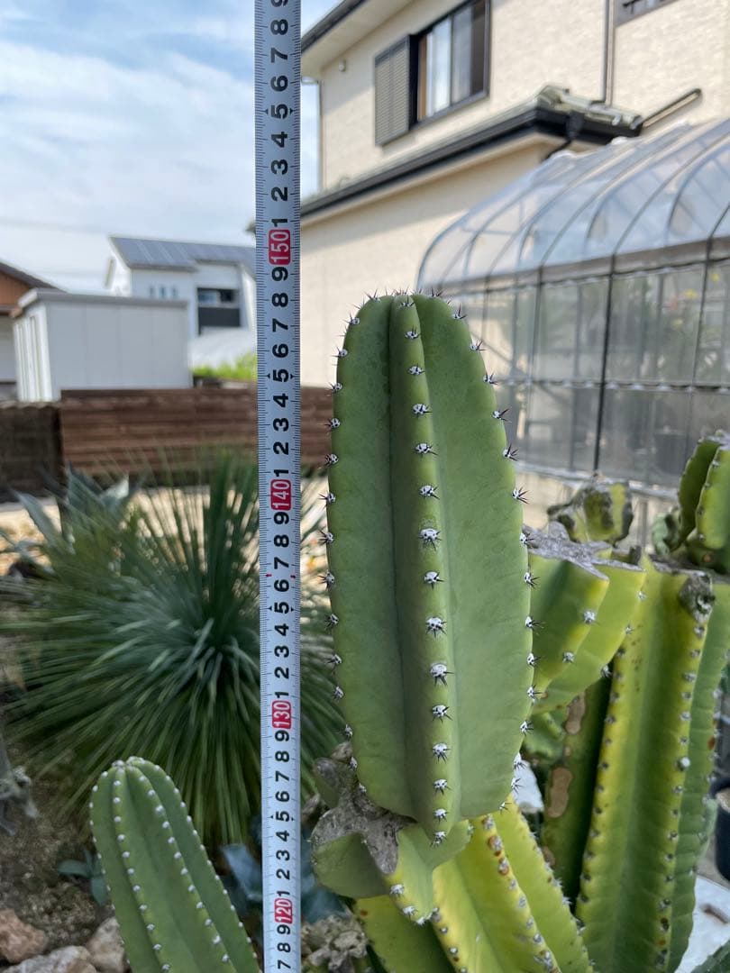 極太　柱サボテン　鬼面角　ブランチ　発根済み