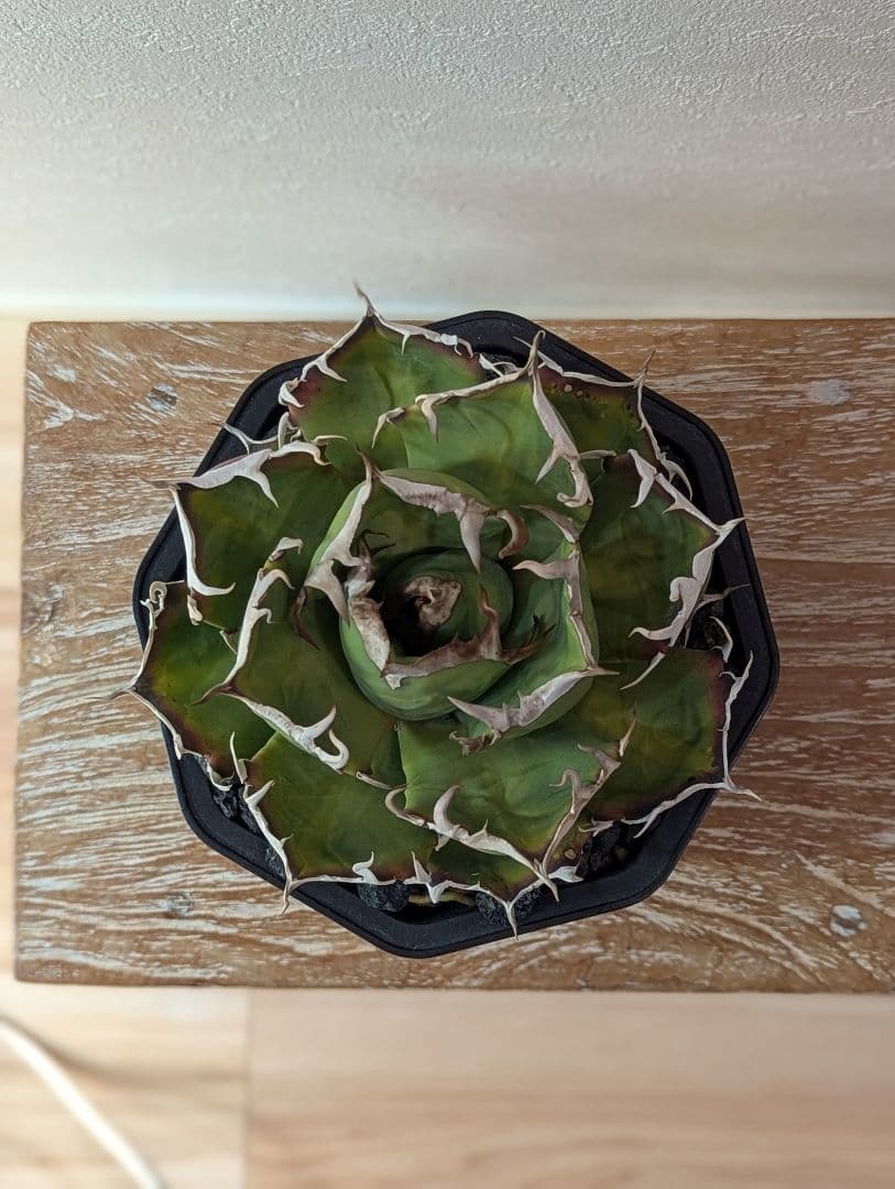 アガベチタノタ　鬼爪　良型