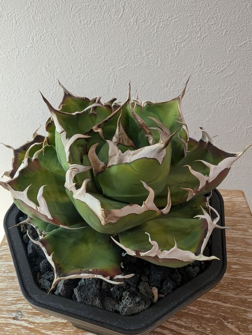 アガベチタノタ　鬼爪　良型