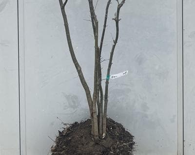 《現品》イロハモミジ　株立ち　樹高2.0ｍ（根鉢含まず）219【紅葉/苗木/植木