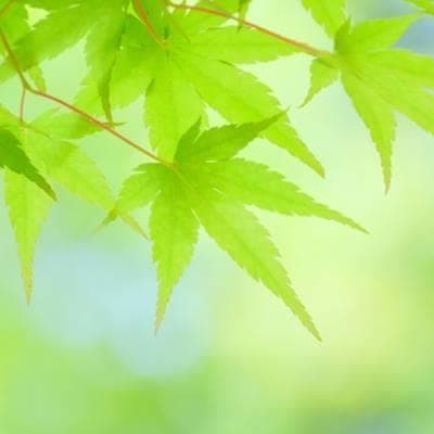 《現品》イロハモミジ　株立ち　樹高2.0ｍ（根鉢含まず）219【紅葉/苗木/植木