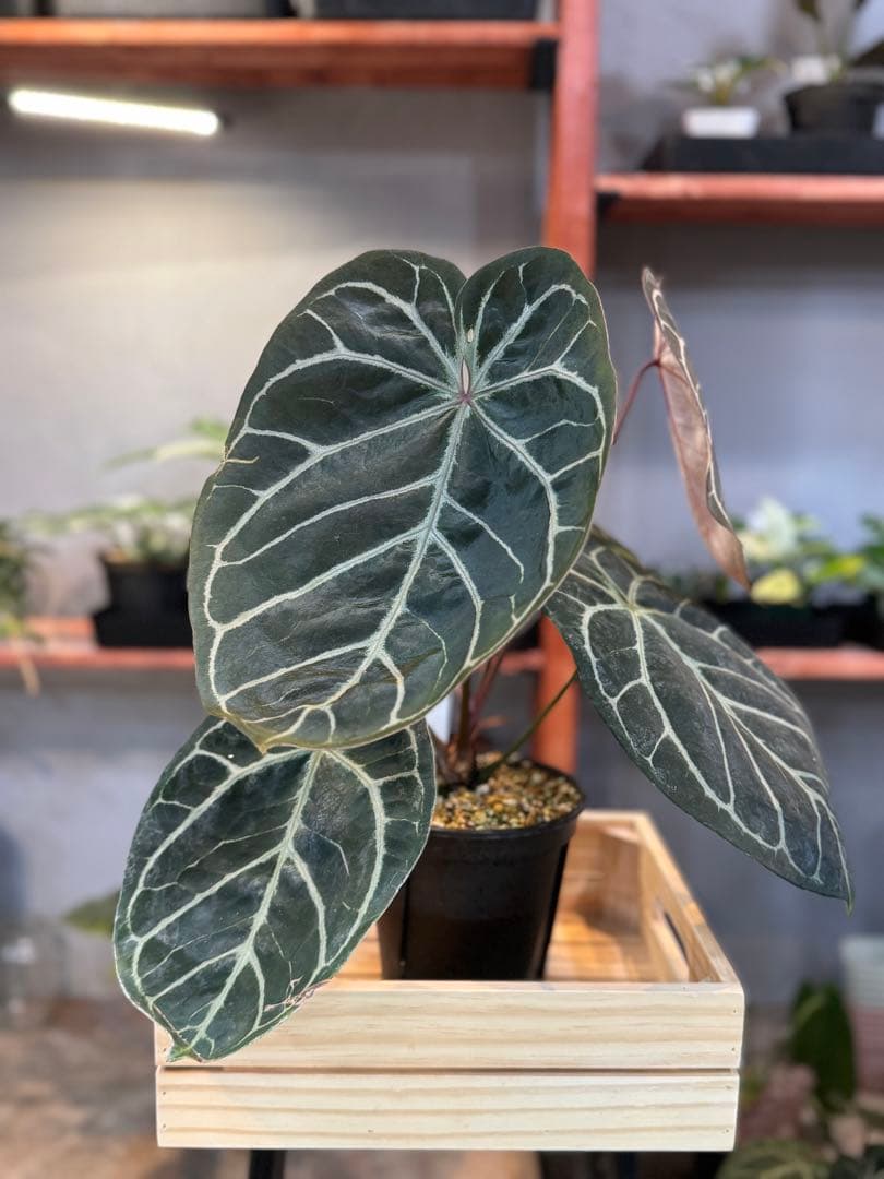 アンスリウム レッドクリスタリナム ハイブリッド 大株 - メルカリ