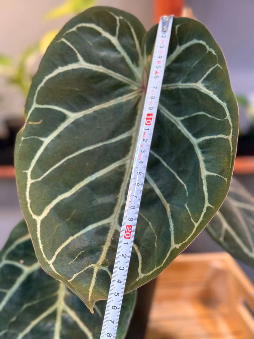 アンスリウム レッドクリスタリナム ハイブリッド 大株 - メルカリ