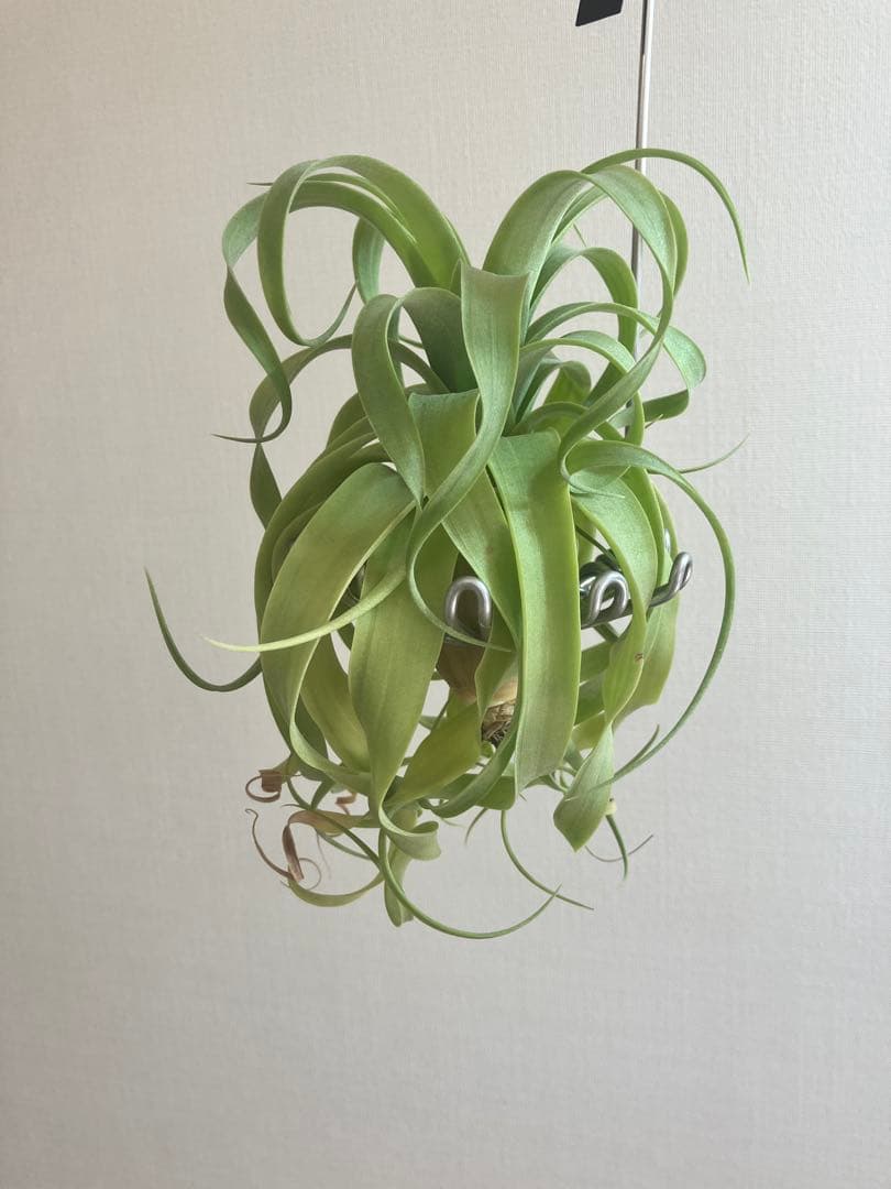 g*u様 希少 交配種 マッカラ チランジニア エアープランツ ストレプトフィラ