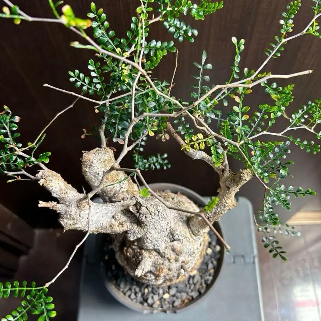 【美大株】パキプス約12 ㌢ オペルクリカリア　パキプス　現地球　発根済み