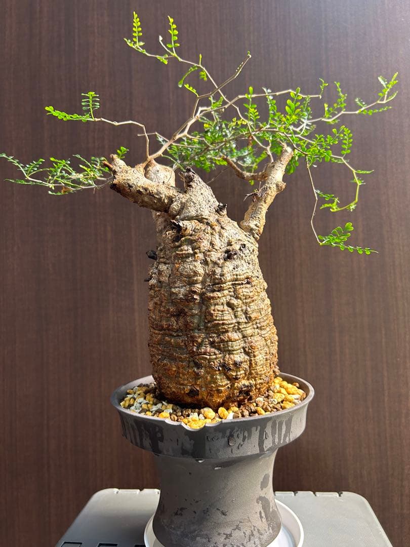 【美大株】パキプス約12 ㌢ オペルクリカリア　パキプス　現地球　発根済み