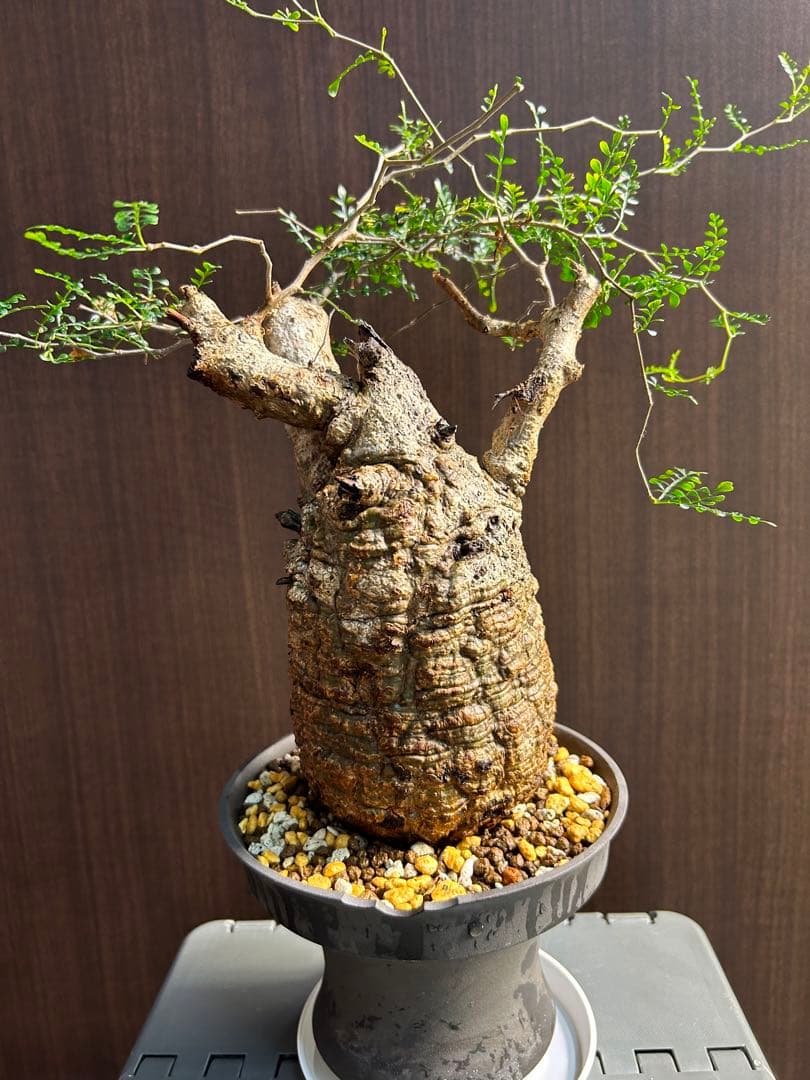 【美大株】パキプス約12 ㌢ オペルクリカリア　パキプス　現地球　発根済み