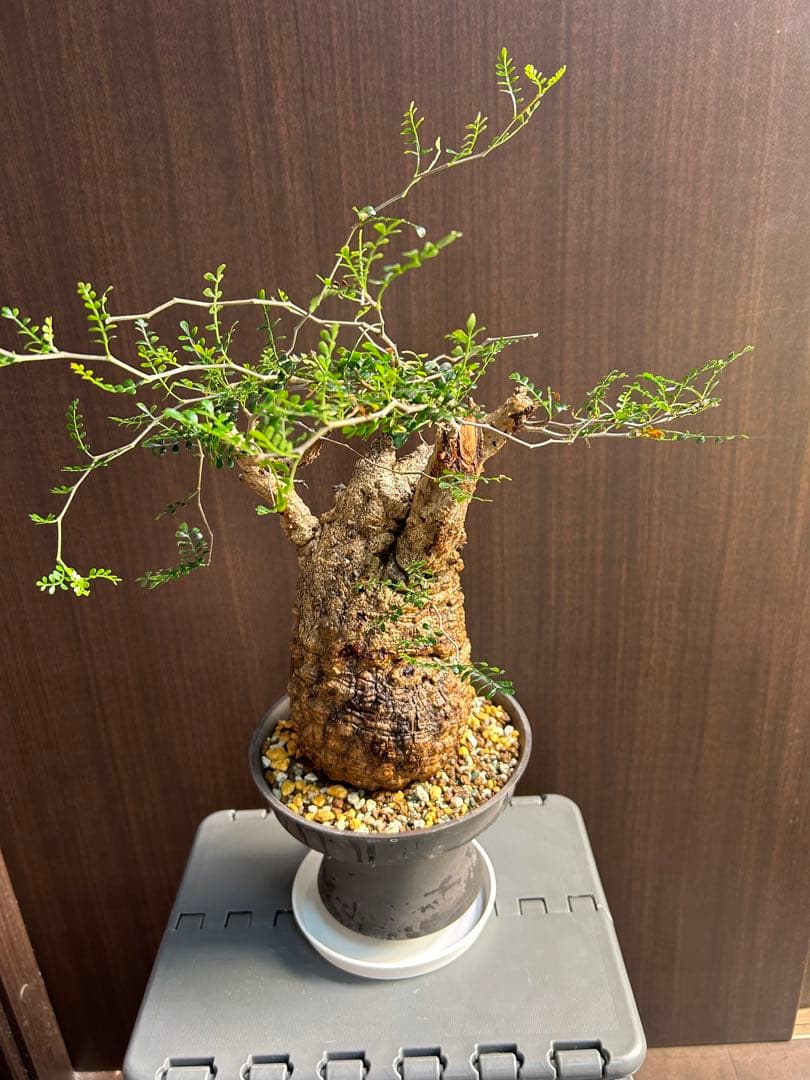 【美大株】パキプス約12 ㌢ オペルクリカリア　パキプス　現地球　発根済み