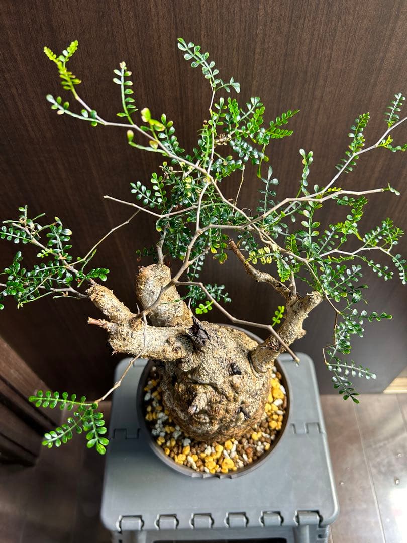 【美大株】パキプス約12 ㌢ オペルクリカリア　パキプス　現地球　発根済み